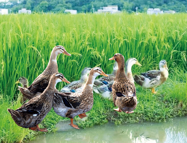 高郵鴨蛋入選全國(guó)農(nóng)業(yè)品牌精品培育計(jì)劃名單