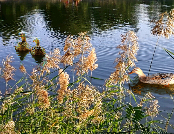 公園1.jpg